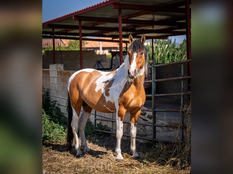 Koń andaluzyjski Klacz 2 lat 148 cm Tobiano wszelkich maści in Ballenstedt