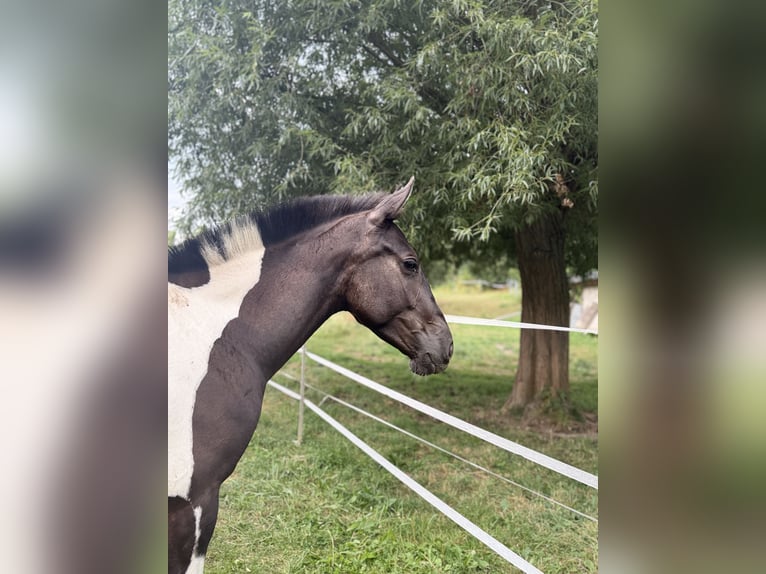 Koń andaluzyjski Klacz 2 lat 148 cm Tobiano wszelkich maści in Ballenstedt
