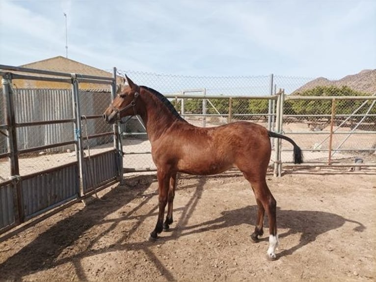 Koń andaluzyjski Klacz 2 lat 150 cm Gniada in Alicante/Alacant