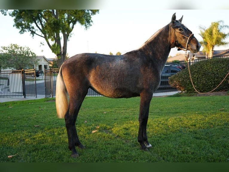 Koń andaluzyjski Klacz 2 lat 152 cm Siwa in Corona, CA