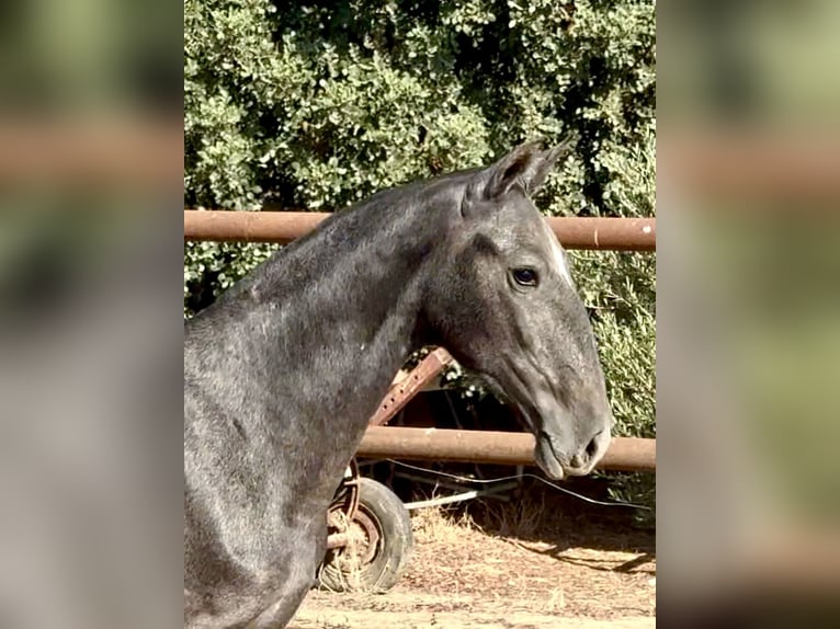 Koń andaluzyjski Klacz 2 lat 156 cm Siwa in LebrijaLebrija