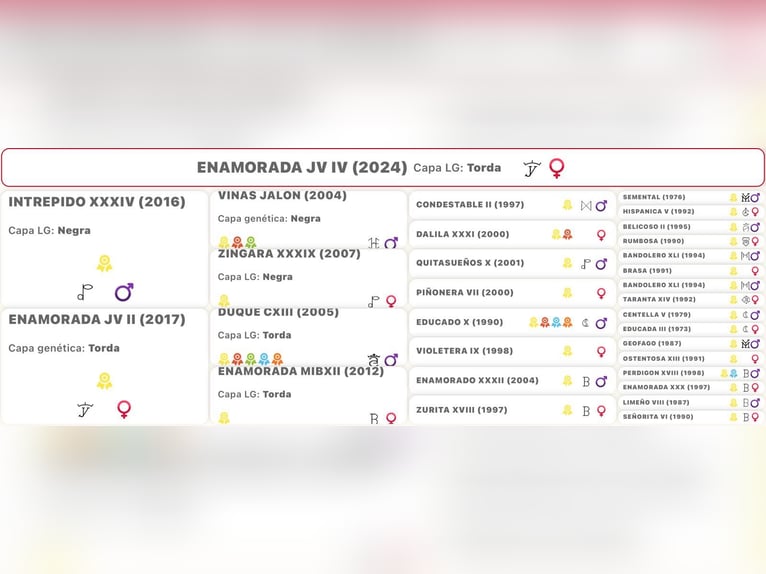 Koń andaluzyjski Klacz 2 lat 156 cm Siwa in LebrijaLebrija