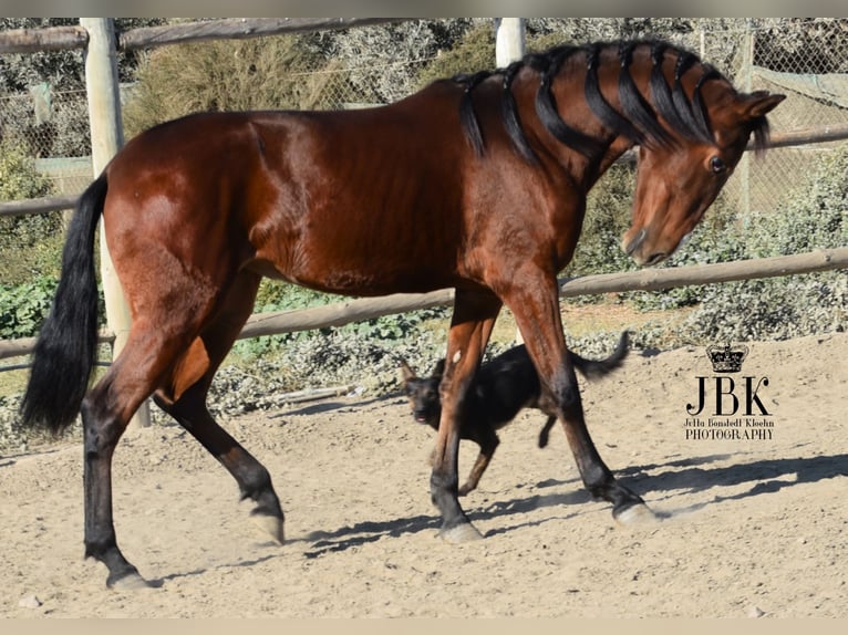 Koń andaluzyjski Klacz 2 lat 157 cm Gniada in Tabernas Almeria