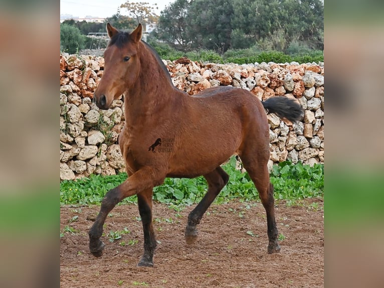Koń andaluzyjski Klacz 2 lat 160 cm Gniada in Menorca