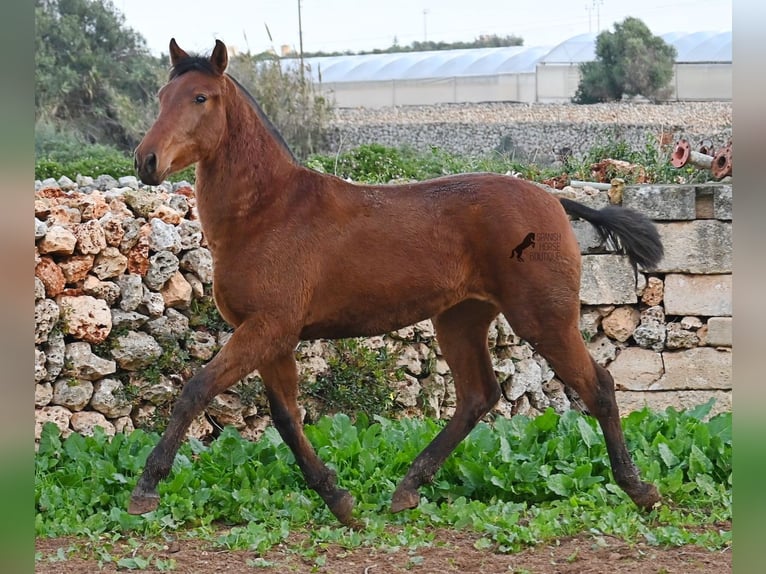 Koń andaluzyjski Klacz 2 lat 160 cm Gniada in Menorca