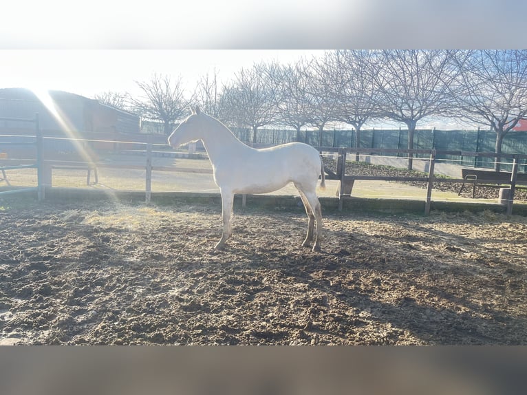 Koń andaluzyjski Klacz 2 lat 162 cm Perlino in Griñon