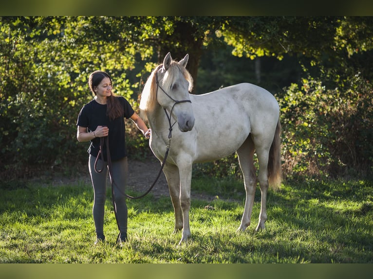 Koń andaluzyjski Klacz 2 lat 162 cm Perłowa in Loye sur Arnon