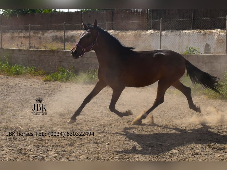 Koń andaluzyjski Klacz 2 lat 164 cm Gniada in Tabernas Almeria