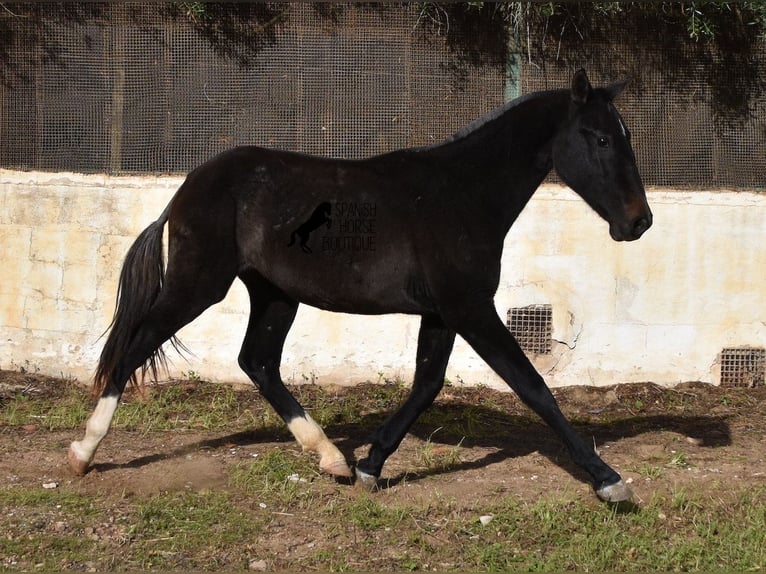 Koń andaluzyjski Klacz 2 lat 165 cm Siwa in Menorca