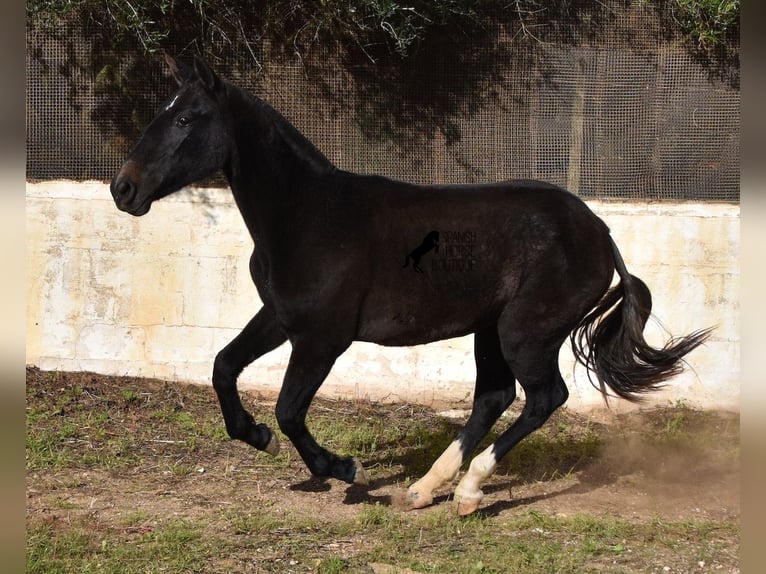 Koń andaluzyjski Klacz 2 lat 165 cm Siwa in Menorca