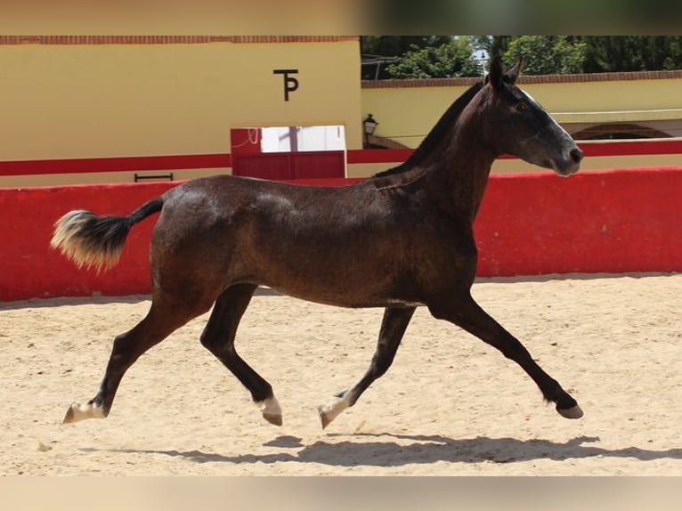 Koń andaluzyjski Klacz 2 lat Siwa in Badajoz