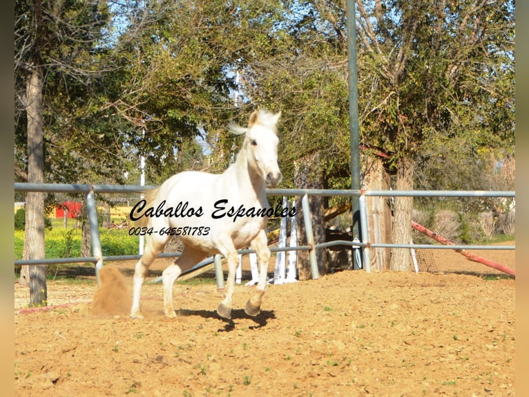 Koń andaluzyjski Klacz 3 lat 153 cm Cremello in Vejer de la Frontera