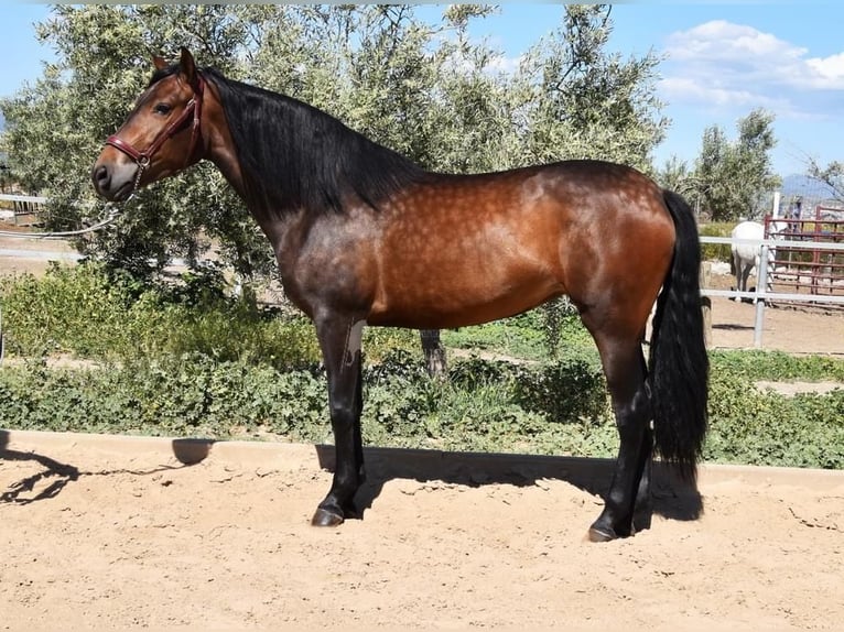 Koń andaluzyjski Klacz 3 lat 154 cm Gniada in Provinz Granada