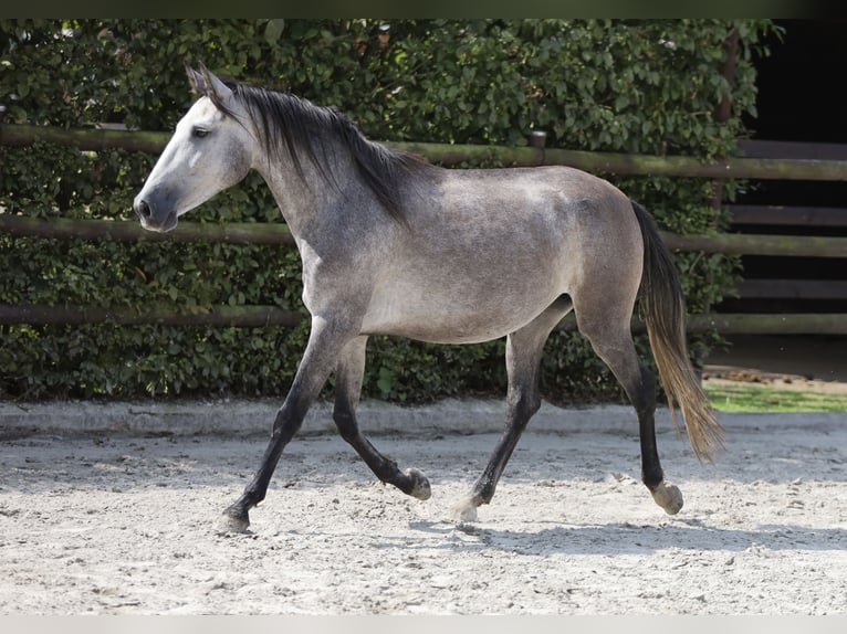 Koń andaluzyjski Klacz 3 lat 155 cm Siwa in Berlin