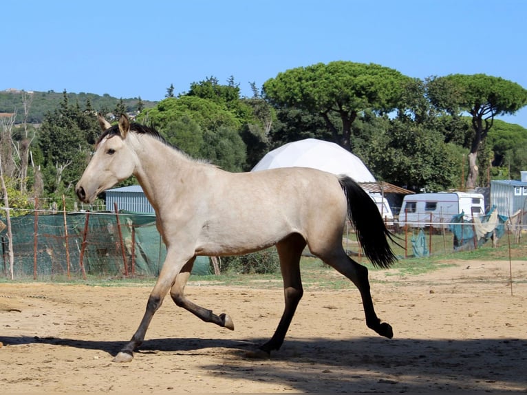 Koń andaluzyjski Klacz 3 lat 156 cm in Vejer de la Frontera