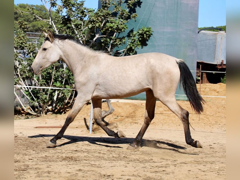 Koń andaluzyjski Klacz 3 lat 156 cm in Vejer de la Frontera