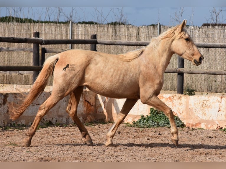 Koń andaluzyjski Klacz 3 lat 157 cm Izabelowata in Mallorca