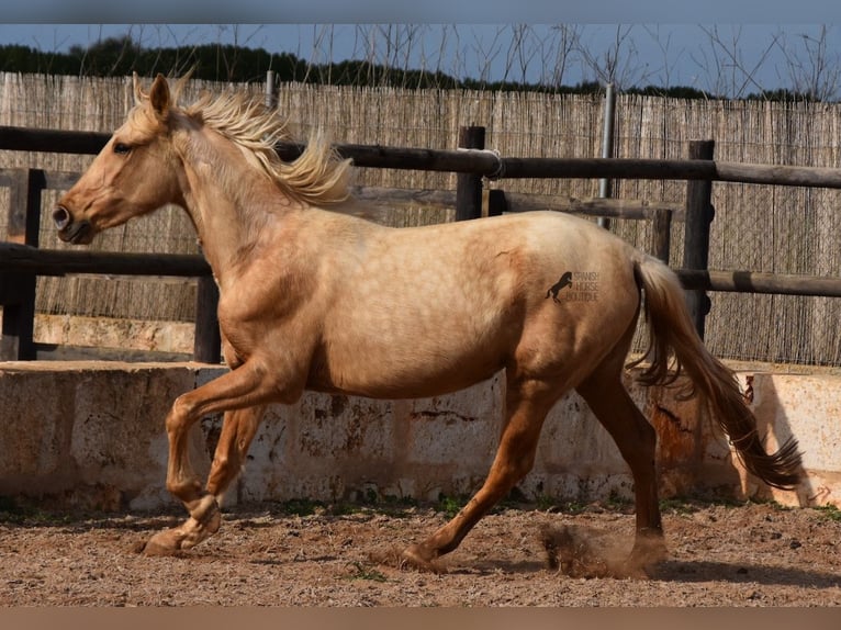 Koń andaluzyjski Klacz 3 lat 157 cm Izabelowata in Mallorca