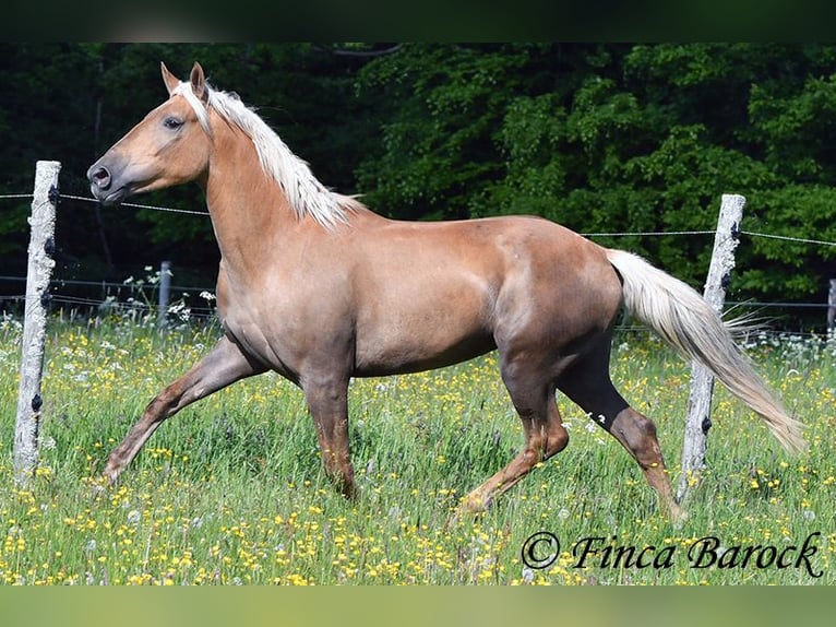 Koń andaluzyjski Klacz 3 lat 157 cm Izabelowata in Wiebelsheim