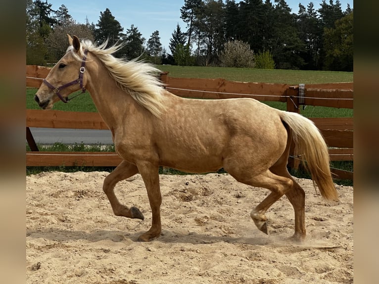 Koń andaluzyjski Mix Klacz 3 lat 158 cm Izabelowata in Gößweinstein