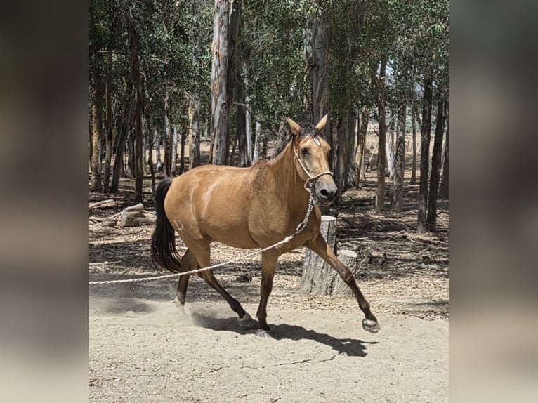 Koń andaluzyjski Klacz 3 lat 159 cm Jelenia in Vejer de la Frontera