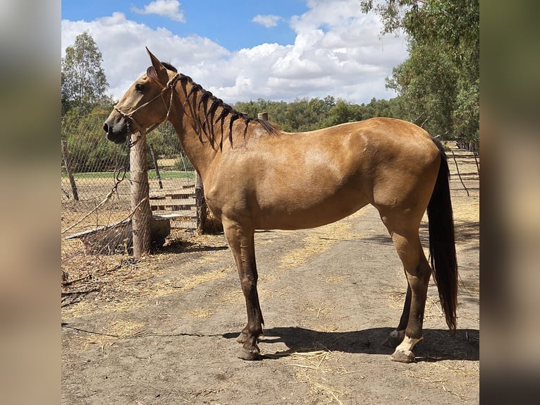 Koń andaluzyjski Klacz 3 lat 159 cm Jelenia in Vejer de la Frontera
