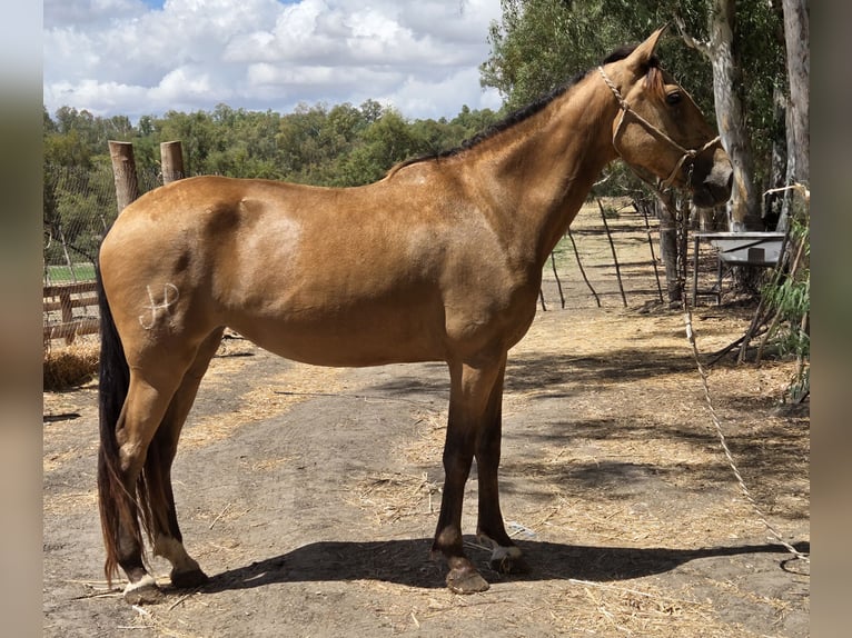 Koń andaluzyjski Klacz 3 lat 159 cm Jelenia in Vejer de la Frontera