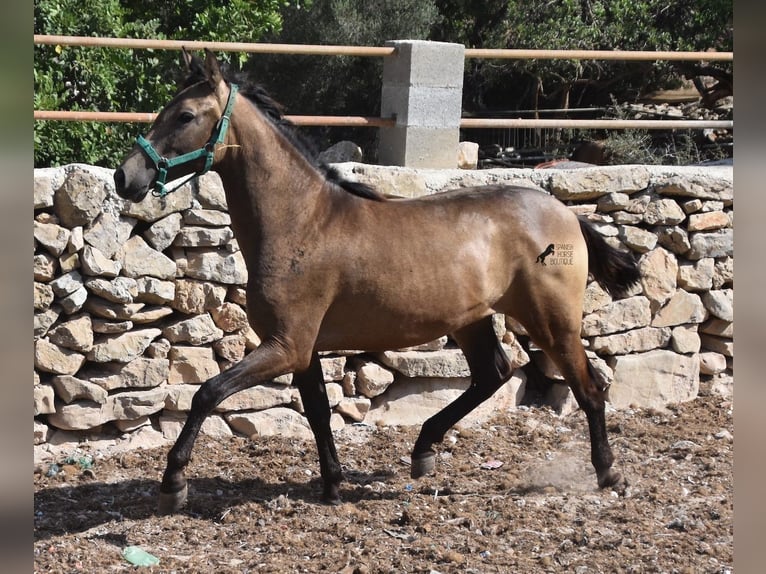 Koń andaluzyjski Klacz 3 lat 160 cm Bułana in Mallorca