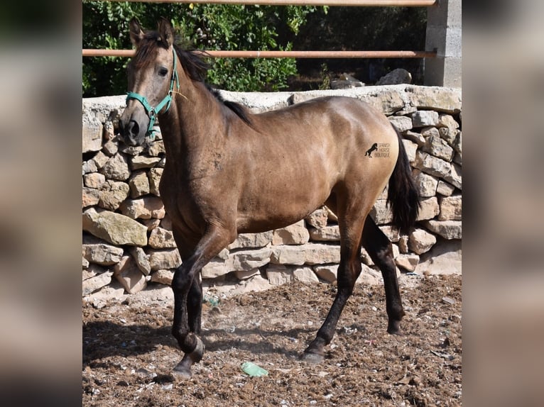 Koń andaluzyjski Klacz 3 lat 160 cm Bułana in Mallorca