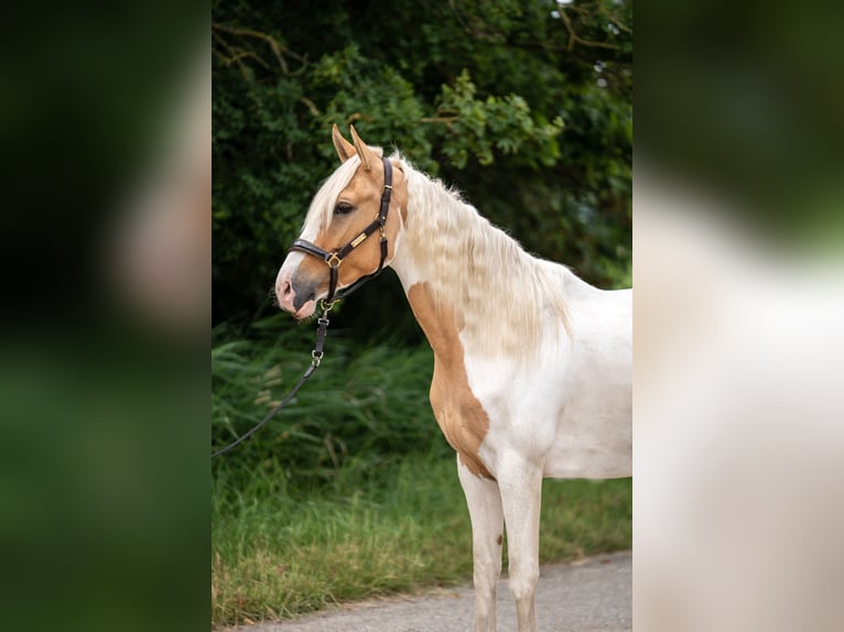 Koń andaluzyjski Mix Klacz 3 lat 160 cm Izabelowata in Emden