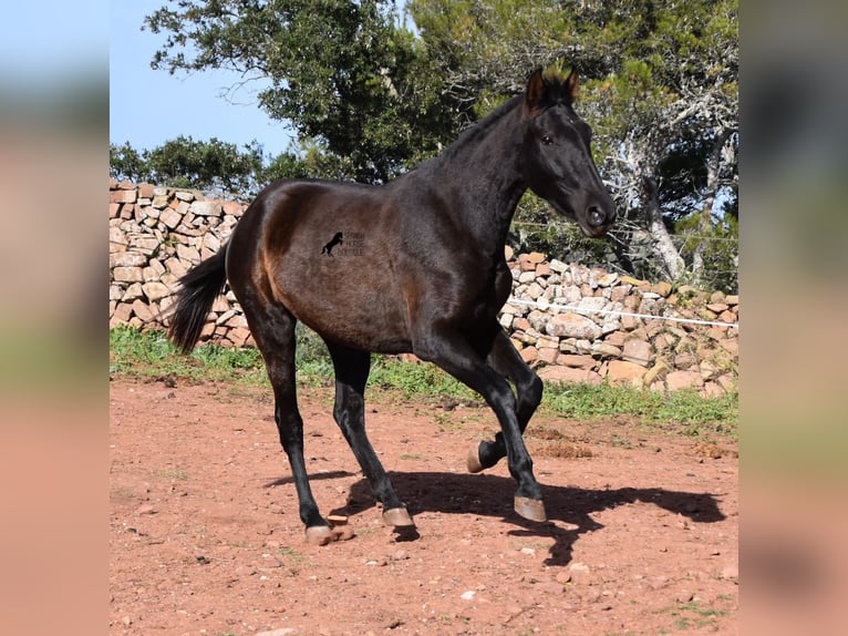 Koń andaluzyjski Klacz 3 lat 160 cm Kara in Menorca