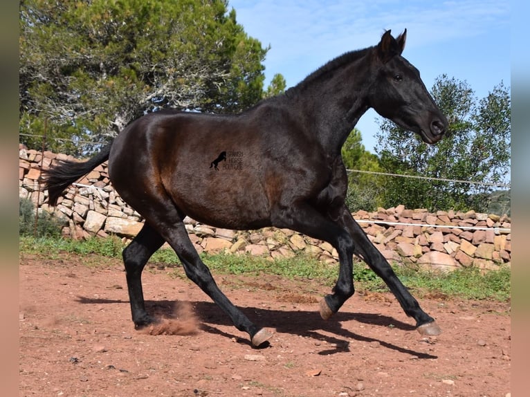 Koń andaluzyjski Klacz 3 lat 160 cm Kara in Menorca