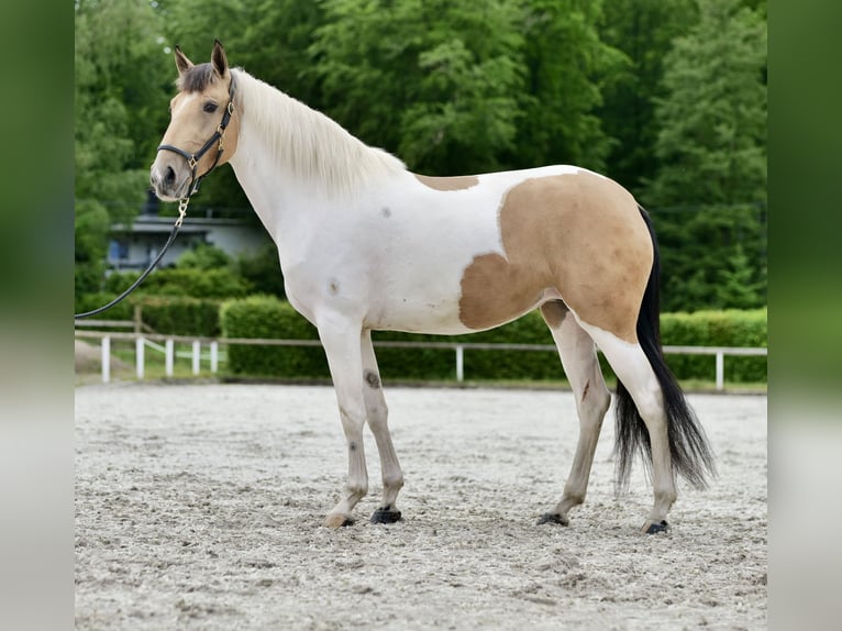 Koń andaluzyjski Klacz 3 lat 160 cm Srokata in Neustadt (Wied)