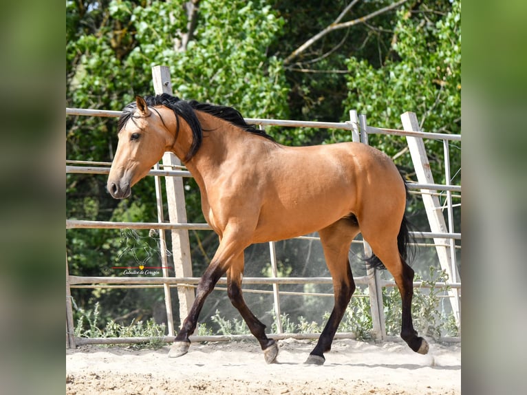 Koń andaluzyjski Klacz 3 lat 163 cm Bułana in Malaga