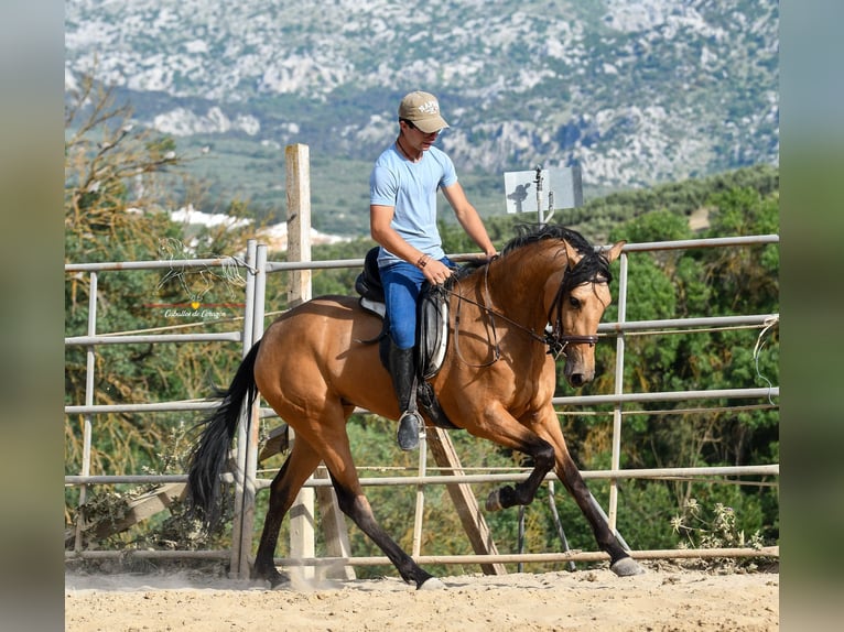 Koń andaluzyjski Klacz 3 lat 163 cm Bułana in Malaga