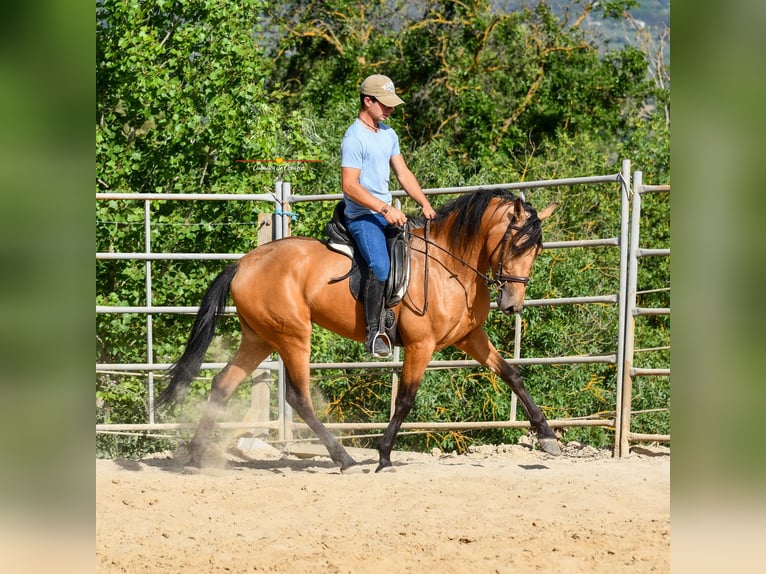 Koń andaluzyjski Klacz 3 lat 163 cm Bułana in Malaga
