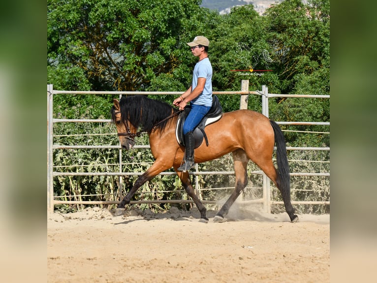 Koń andaluzyjski Klacz 3 lat 163 cm Bułana in Malaga