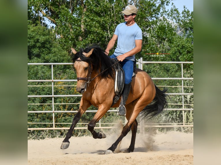 Koń andaluzyjski Klacz 3 lat 163 cm Bułana in Malaga