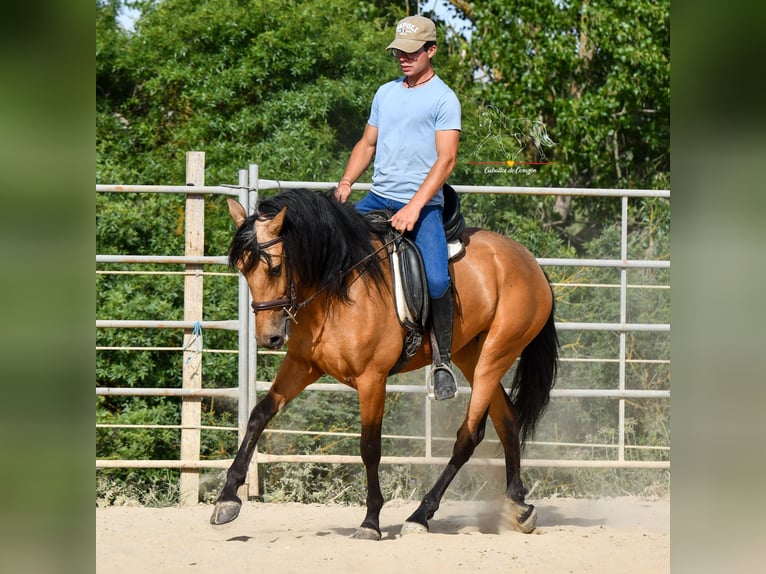 Koń andaluzyjski Klacz 3 lat 163 cm Bułana in Malaga