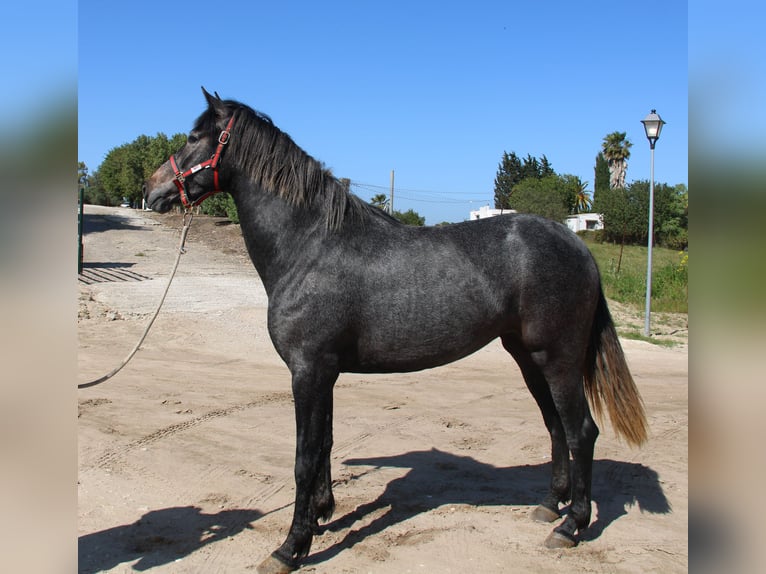 Koń andaluzyjski Klacz 3 lat 163 cm Siwa in Vejer de la Frontera