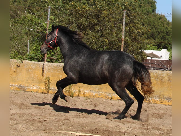 Koń andaluzyjski Klacz 3 lat 163 cm Siwa in Vejer de la Frontera