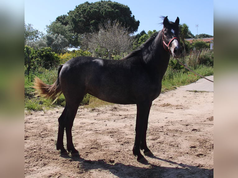 Koń andaluzyjski Klacz 3 lat 163 cm Siwa in Vejer de la Frontera