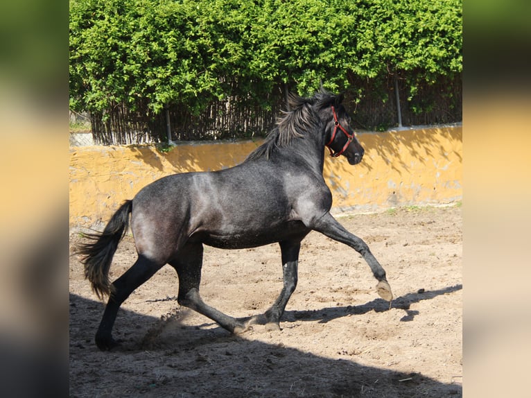 Koń andaluzyjski Klacz 3 lat 163 cm Siwa in Vejer de la Frontera