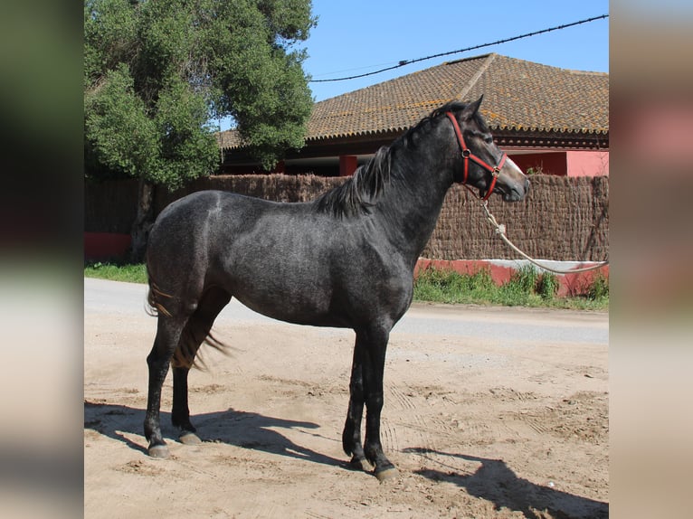 Koń andaluzyjski Klacz 3 lat 163 cm Siwa in Vejer de la Frontera