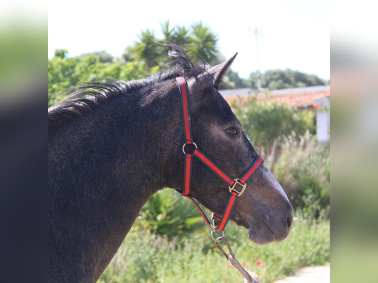 Koń andaluzyjski Klacz 3 lat 163 cm Siwa in Vejer de la Frontera