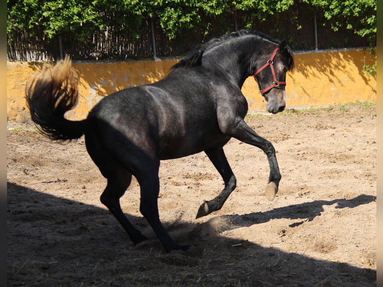 Koń andaluzyjski Klacz 3 lat 163 cm Siwa in Vejer de la Frontera