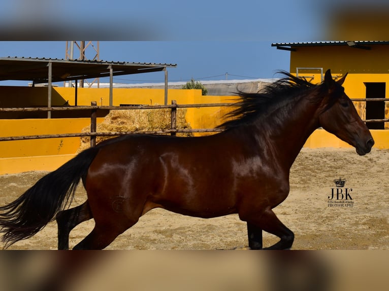 Koń andaluzyjski Klacz 3 lat 167 cm Gniada in Tabernas Almeria