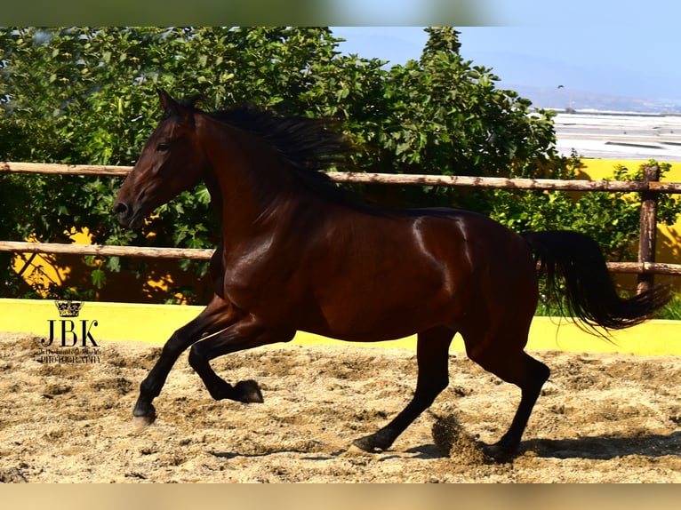 Koń andaluzyjski Klacz 3 lat 167 cm Gniada in Tabernas Almeria