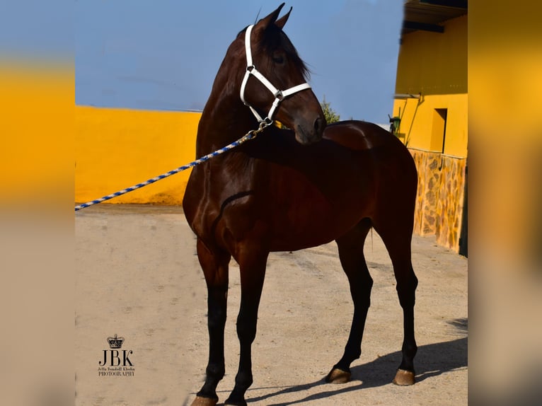 Koń andaluzyjski Klacz 3 lat 167 cm Gniada in Tabernas Almeria
