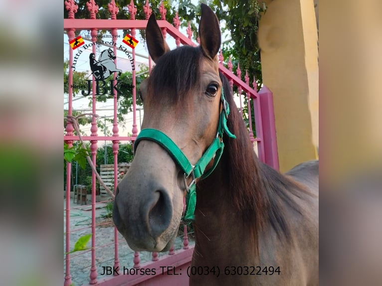 Koń andaluzyjski Klacz 4 lat 149 cm Bułana in Tabernas Almeria